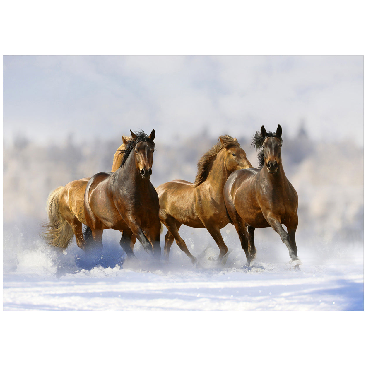 20 Blank Equestrian Greeting Cards - Pack H09