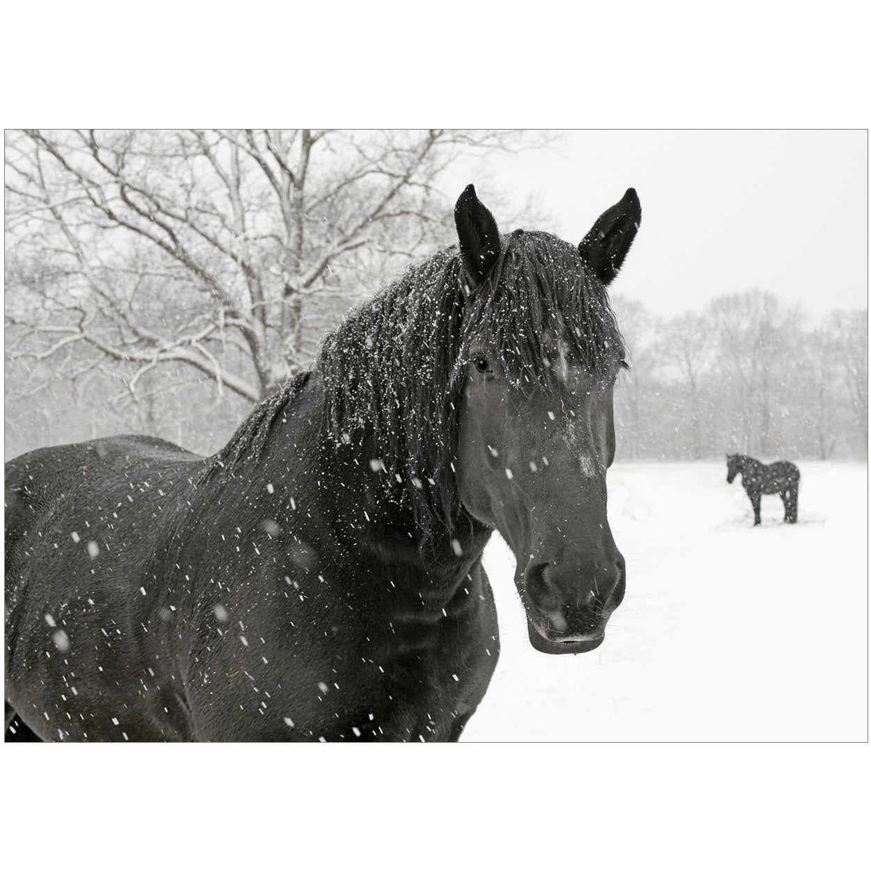 20 Blank Equestrian Greeting Cards - Pack H10