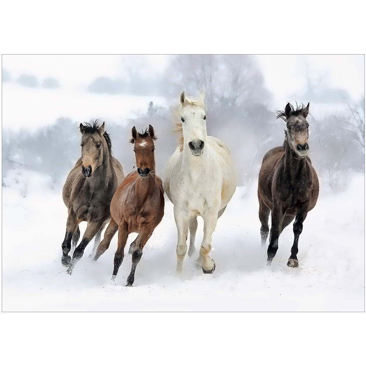20 Blank Equestrian Greeting Cards - Pack H13