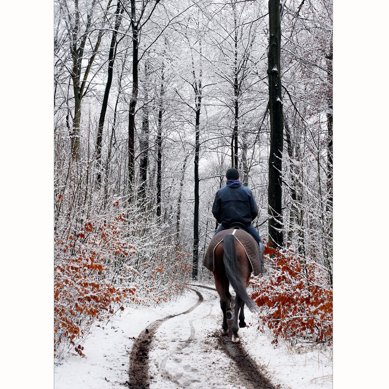 20 Blank Equestrian Greeting Cards - Pack H16