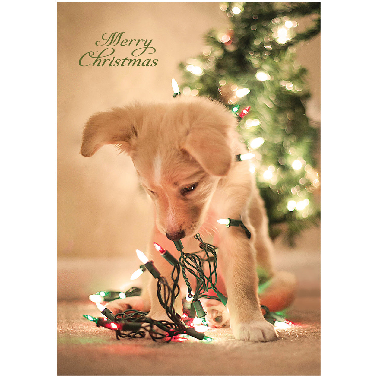 20 Blank Xmas Puppy Greeting Cards - Pack X06