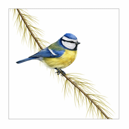 Blue Bird Set, Digital Art